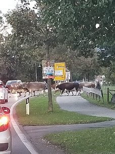 20180924_191045 On Way Home Cows Crossing